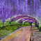 Wisteria arch.