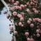 classic rose