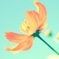 cosmos