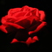 夜薔薇