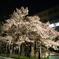 石割桜
