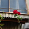 廃屋の薔薇
