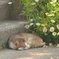 眠り猫