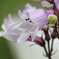 庭の花