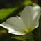 庭の花