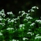 森で出逢った花