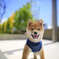 『Shiba Inu Kotaro』