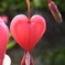 ピンクのハート