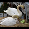 渡らない白鳥　守られて