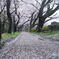 雨の中の花見