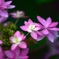 紫陽花への思い３