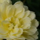 081