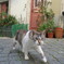 アルファーマで猫に迫られた！