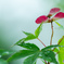 雨