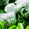 White Flower