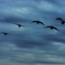 白鳥飛来