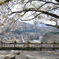 白川郷と桜