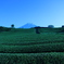 茶畑と富士