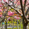 八重桜