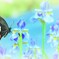 Papilio protenor in Fair tale