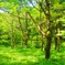 Green Forest 
