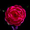 RED ROSE