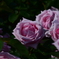 PINK ROSE