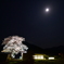 上栗林の夜桜