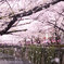 目黒川桜