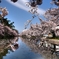 弘前の桜2010