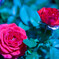 薔薇の町