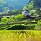 岩座神の棚田②