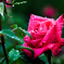 雨中の薔薇たち..＃1