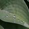 小雨にも負けず