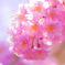 桜色