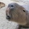 で～かいネズミが