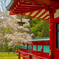 葉桜