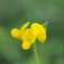 野草