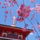 空色に映える朱と桜
