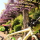サイクリング