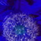 ひっくり返して線香花火