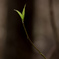 new leaf