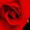 アカぬけたらメッチャ困るアカよりＡＫＡより紅い薔薇