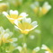 陽だまりの華♪