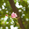 薔薇07