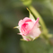 薔薇08