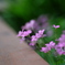 DSCF7272