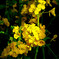 fieldmustard