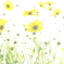 畑のはじっこのお花