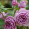 紫の薔薇